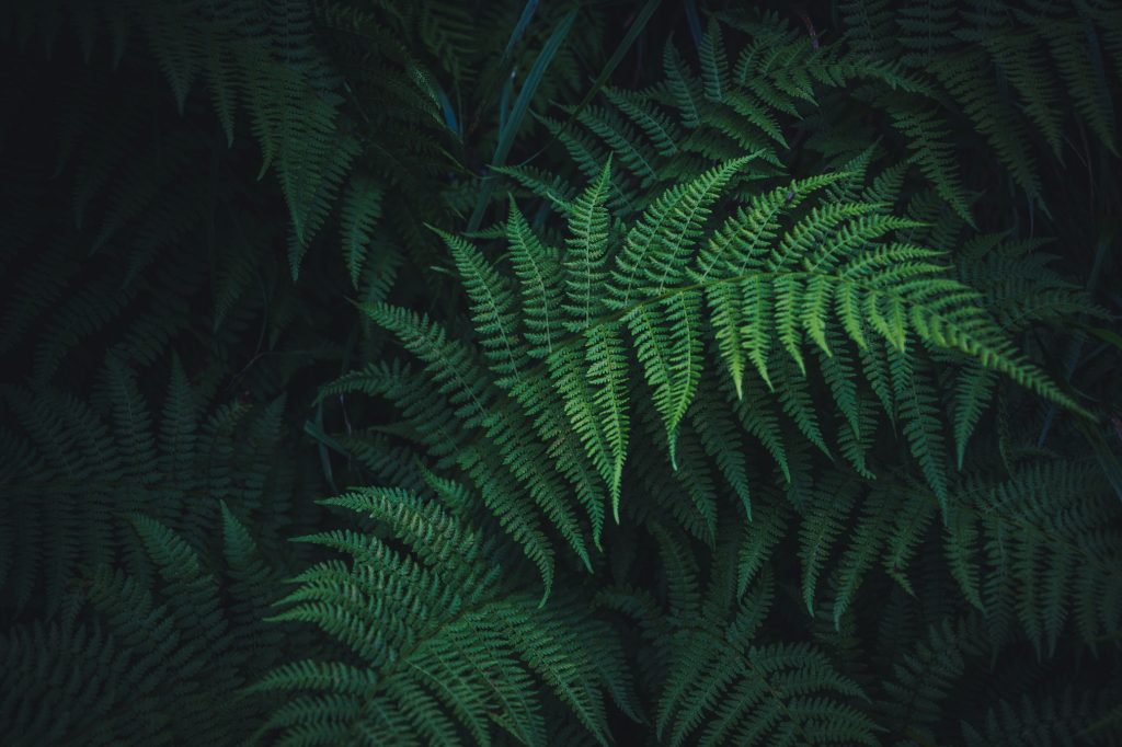image-2